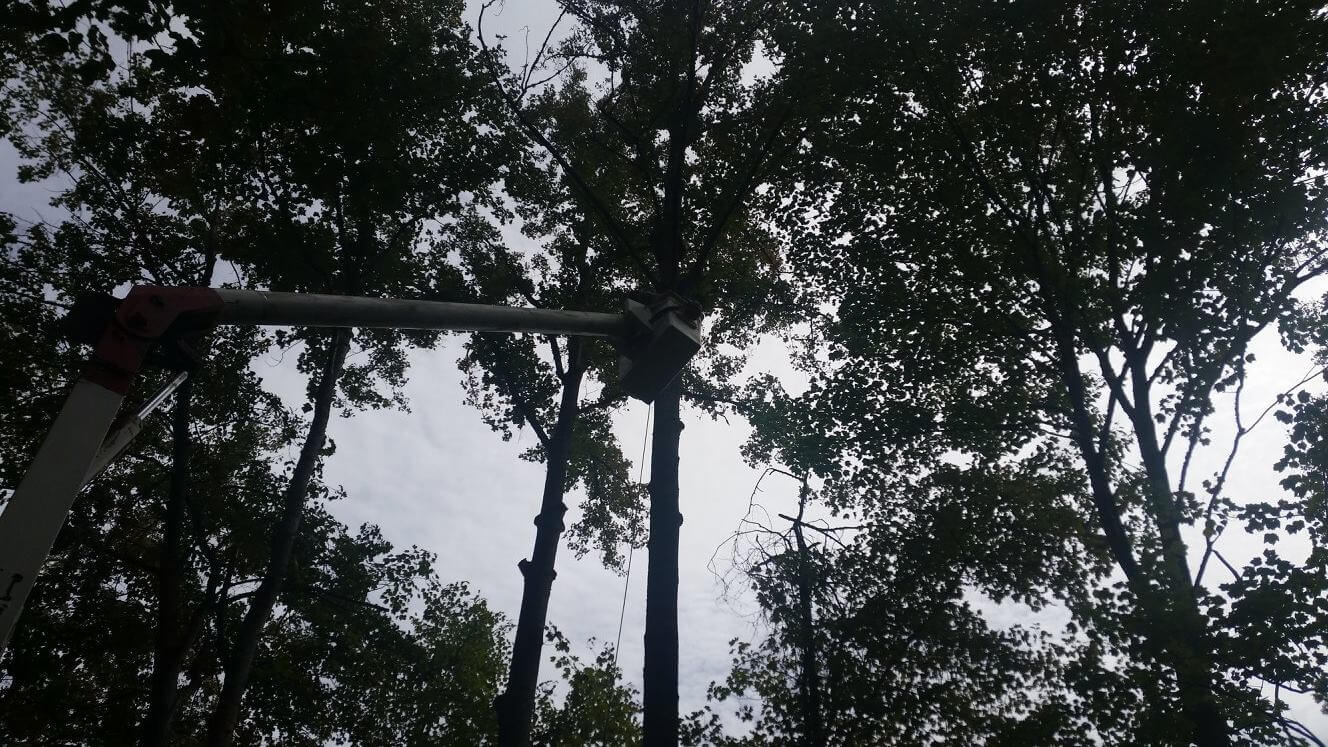 Bucket Work Tree Removal