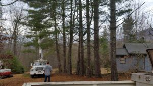 Tree Removal Services in Asheville