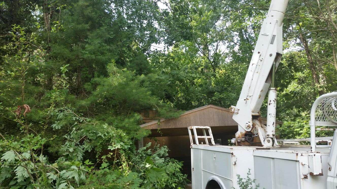 Removal of trees with the assistance of a crane and bucket truck