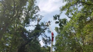 Tree Removal And Trimming Services