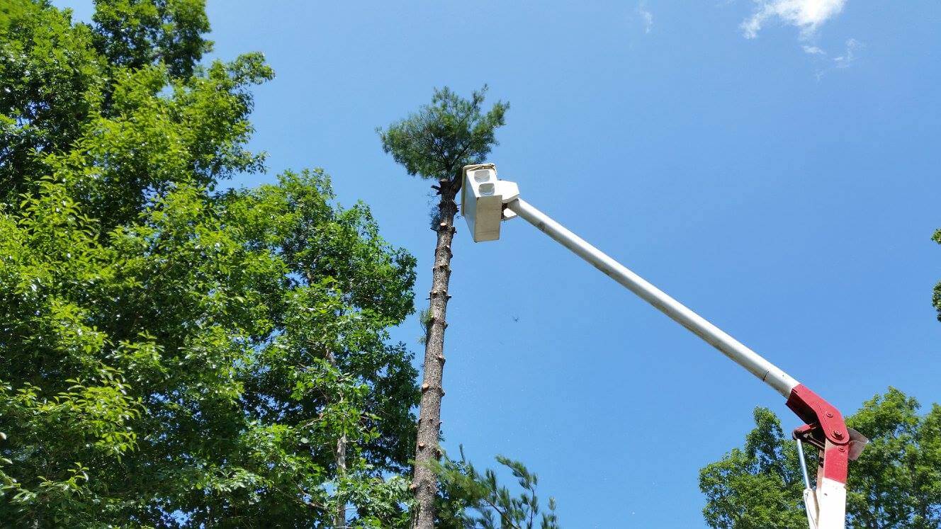 Asheville Tree Service