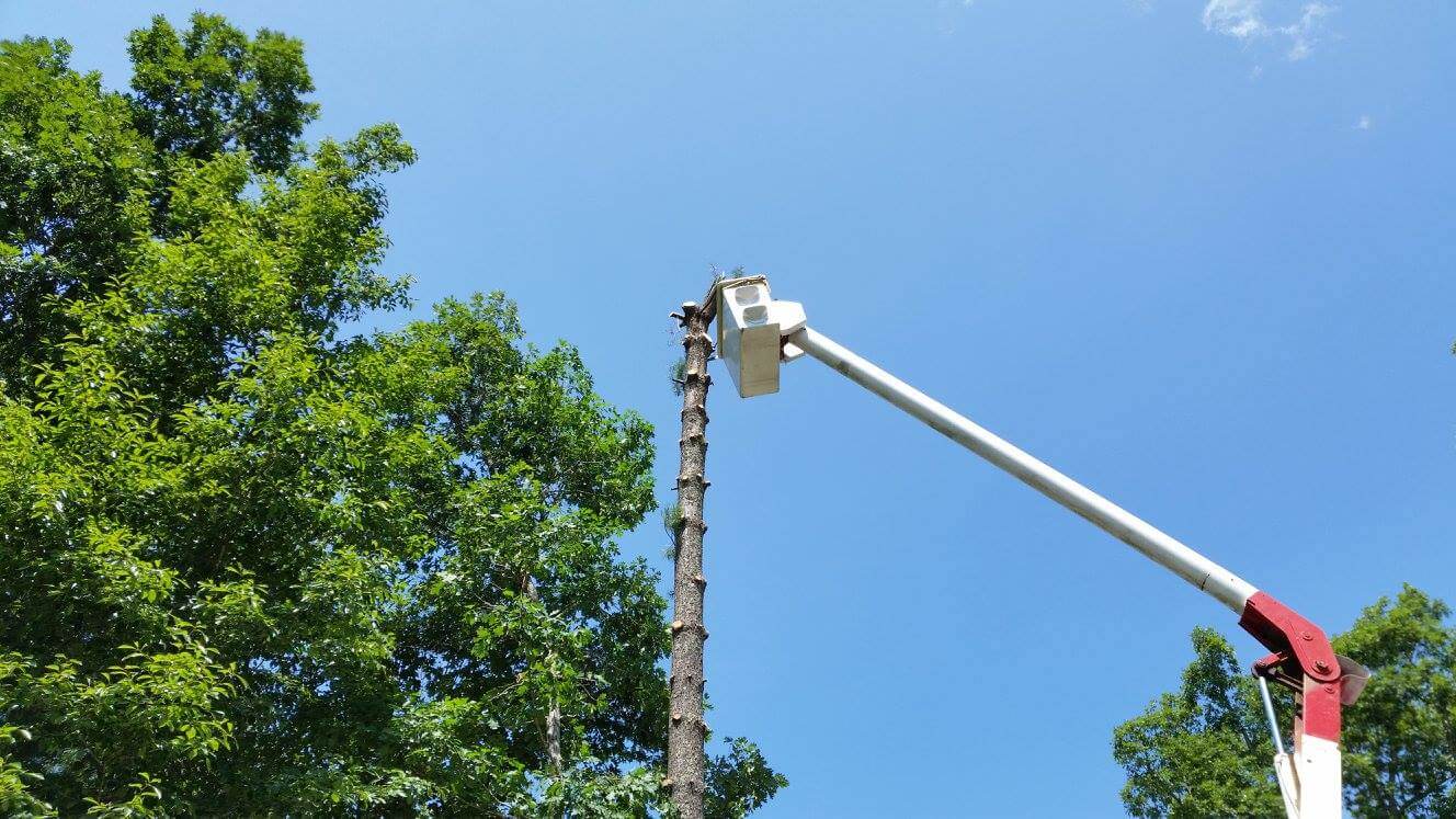 Bucket Work Asheville Tree Removal