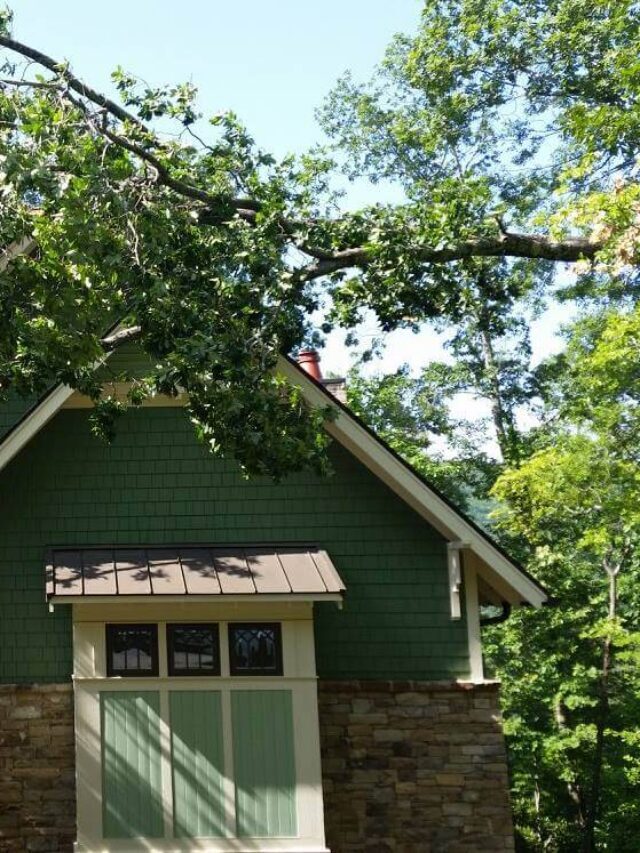 B&B Tree Service: Dangerous Tree Takedowns