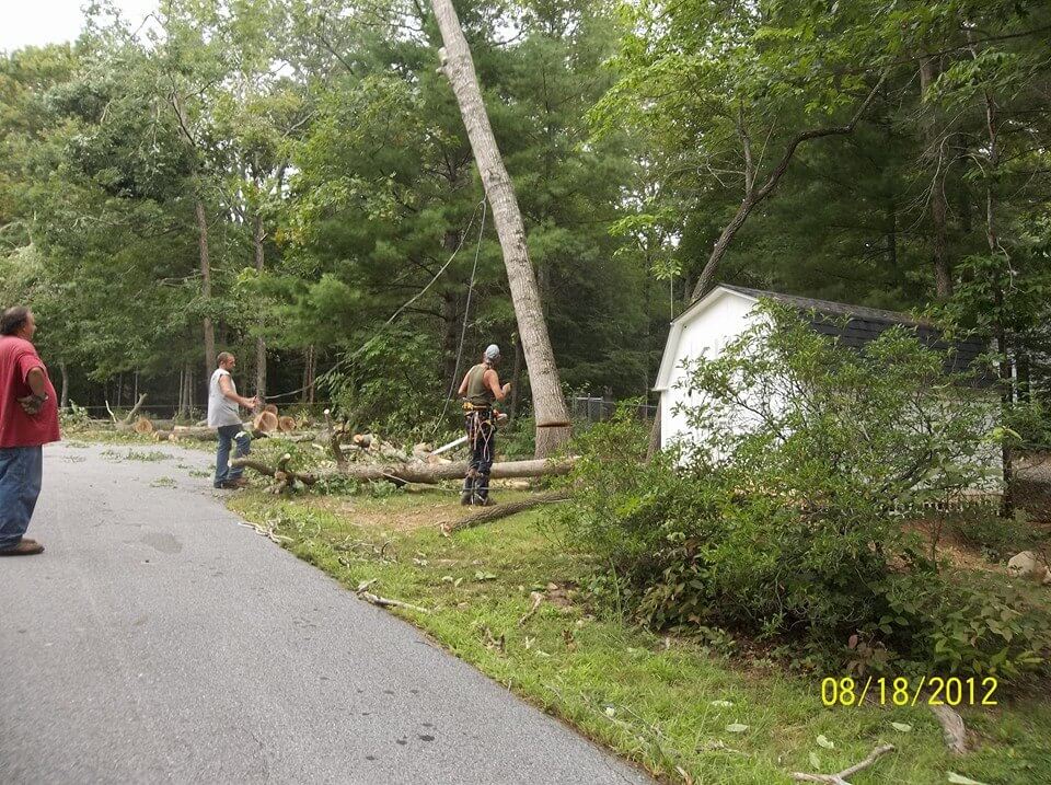 Dangerous Take Down Tree Services