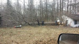 Dangerous Take Down Tree Services