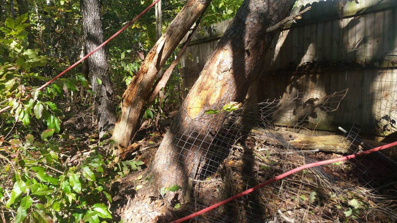 Tree Removal Dangerous Tree