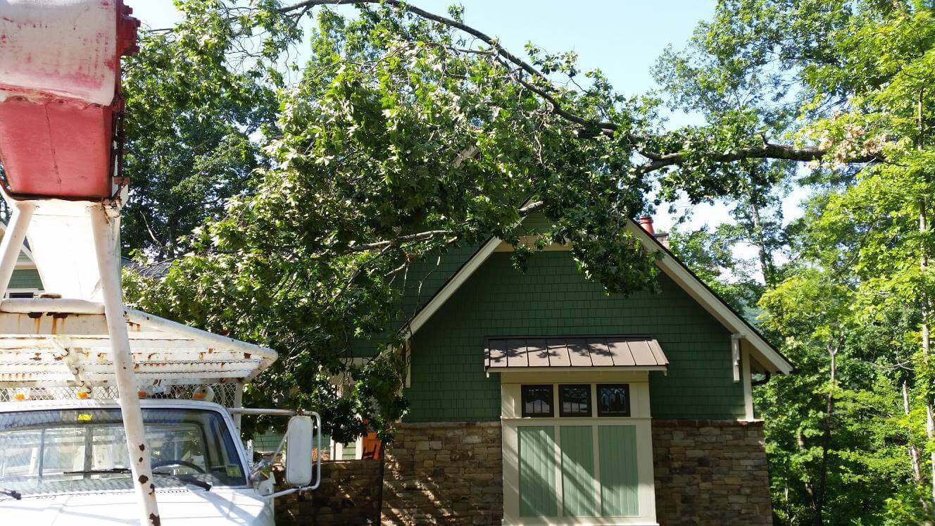 Companies who remove dangerous trees