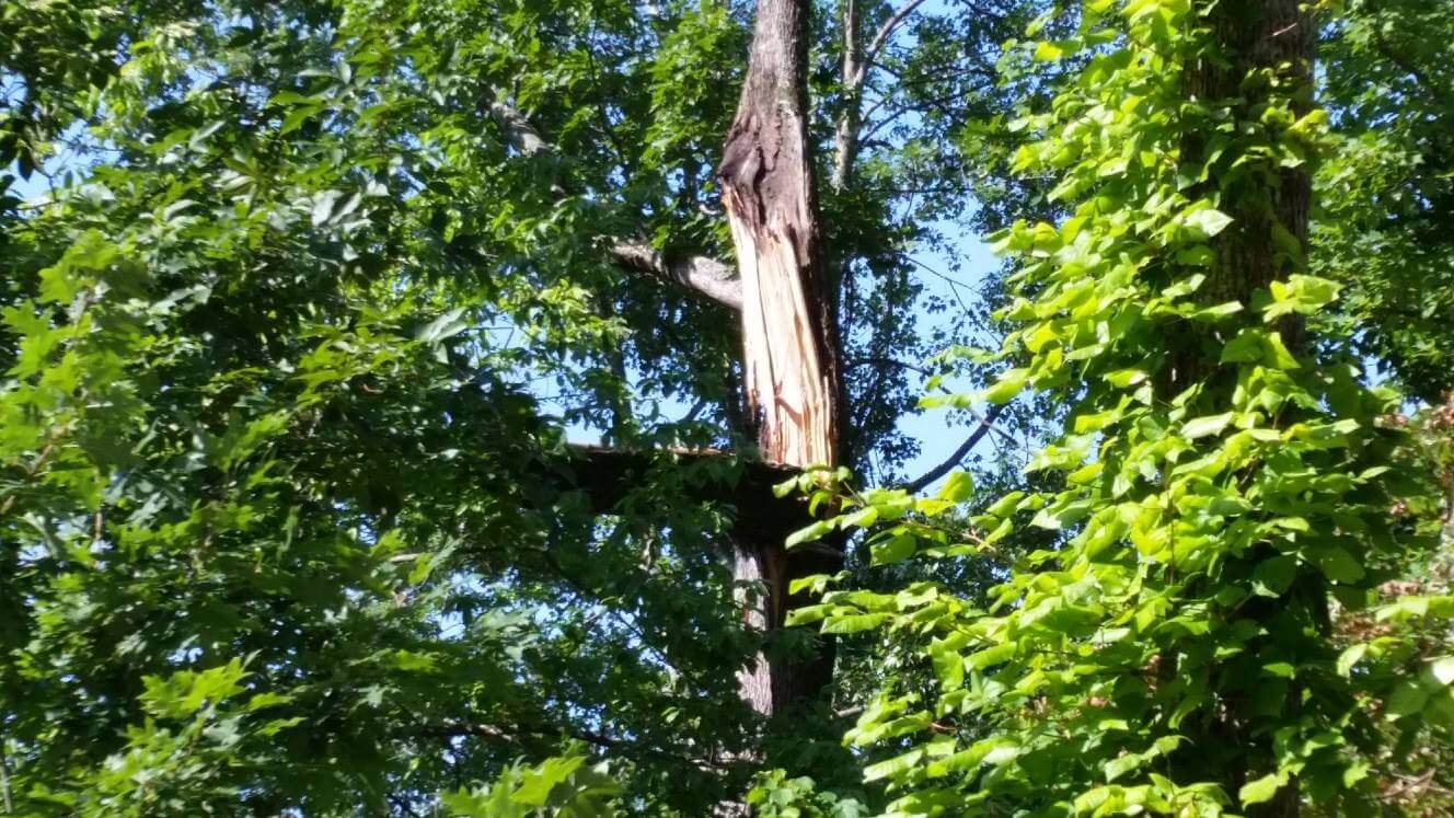 Dangerous Tree Take Down