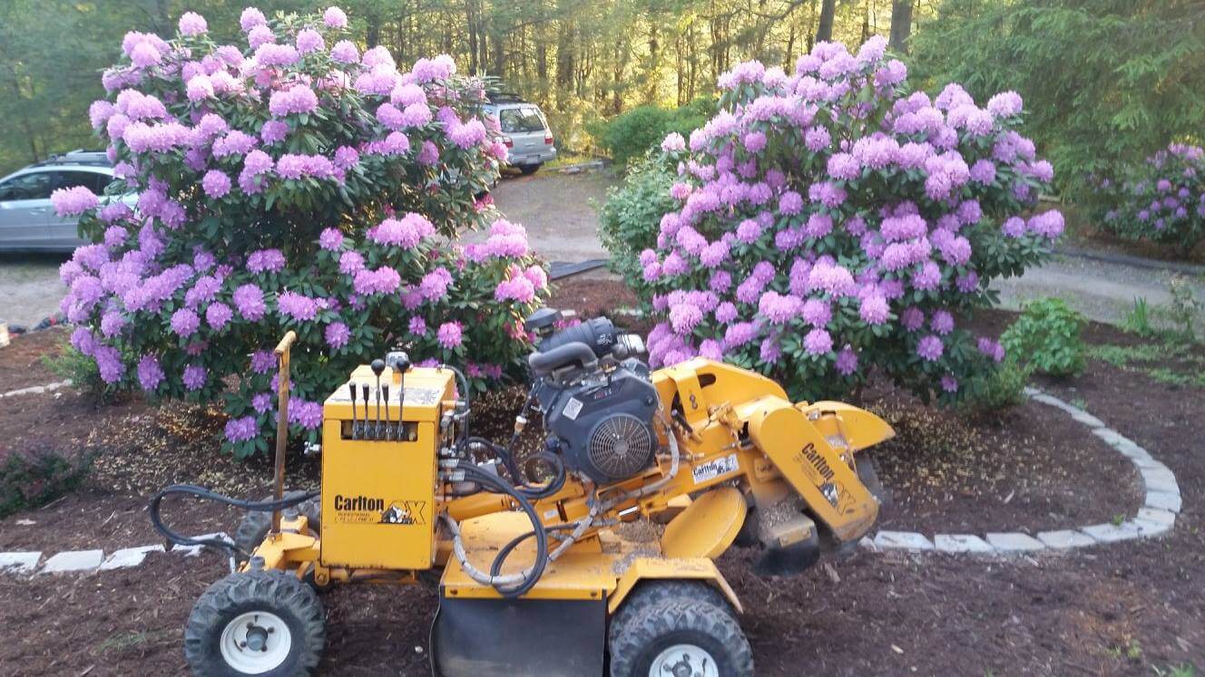 Remove Tree Stump: Stump Grinding Company