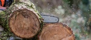 Asheville Tree Services